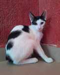 Adoptie pui de pisica motan Zian