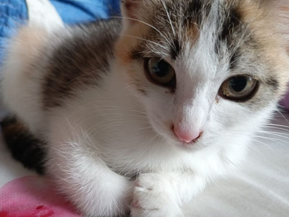 Отдам котят  в добрые руки