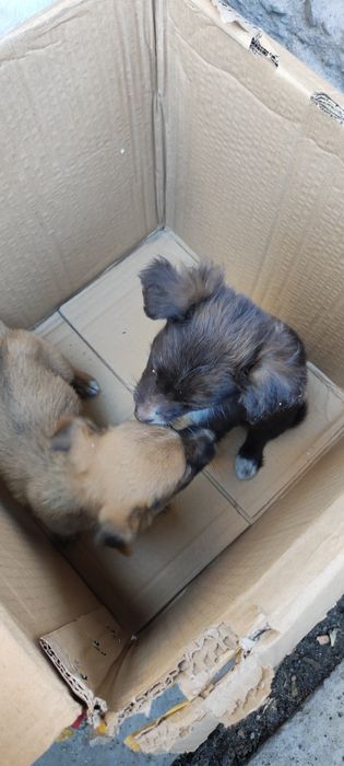 Отдам щенят в хорошие руки