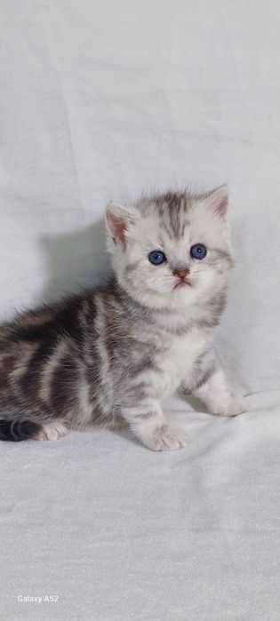 Продаётся  девочка  очень  крупная  только  бронь