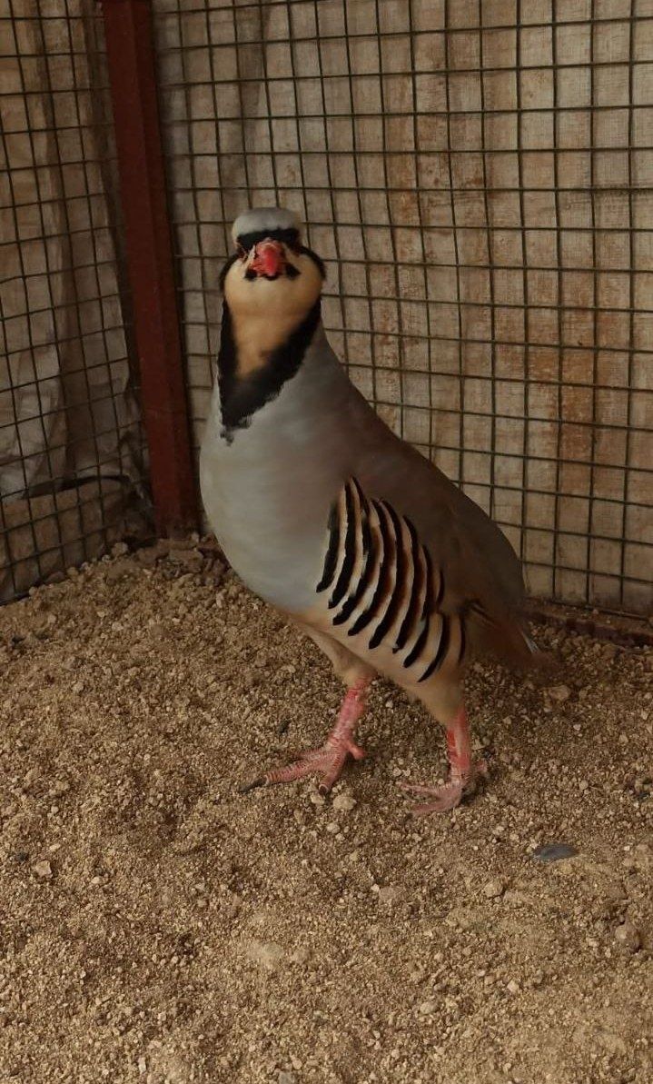Kaklik sotiladi sayraydigan