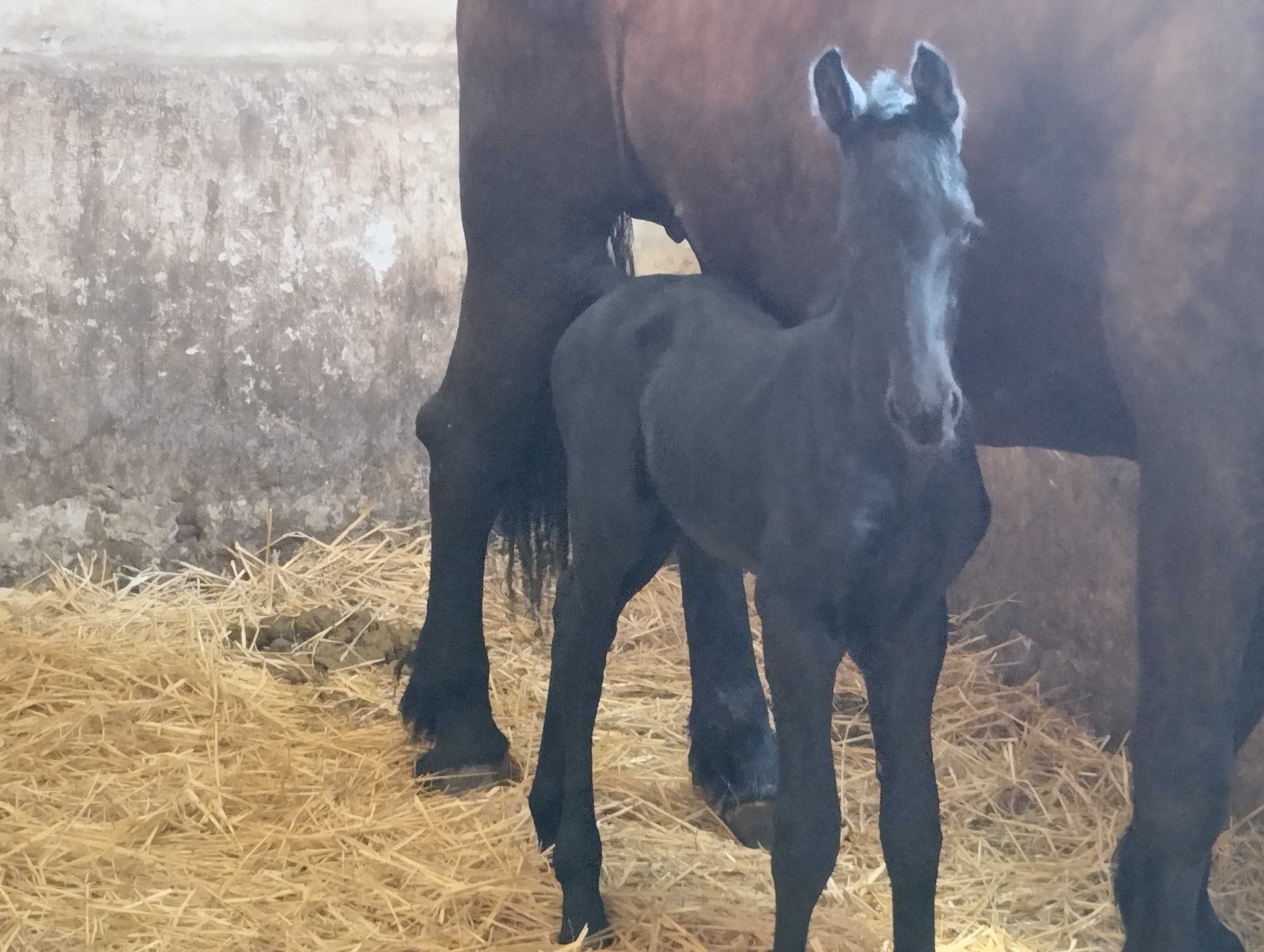 Lichidare cai friesian