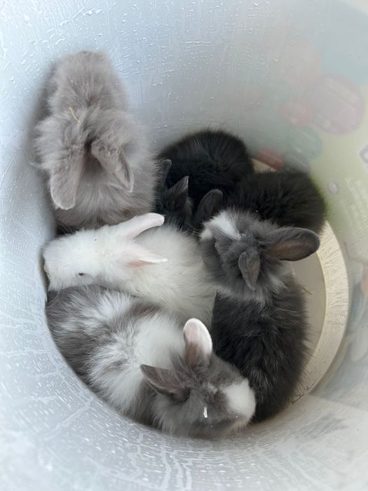 Vând iepuraș cât de leu pitici