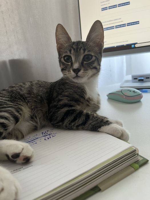 Daonatie/adoptie pisici