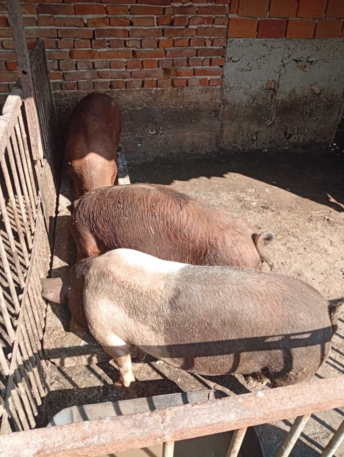 Продавам прасета