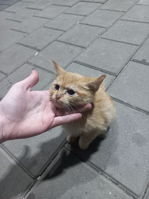 Котята 1 месяц, в добрые руки