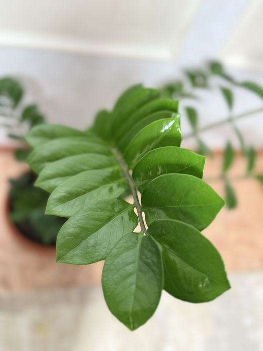 Долларовое дерево