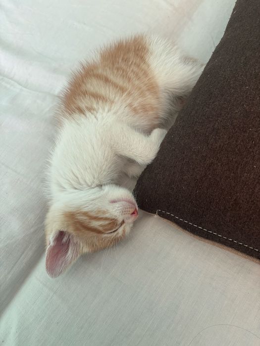 Подарявам мъжко коте