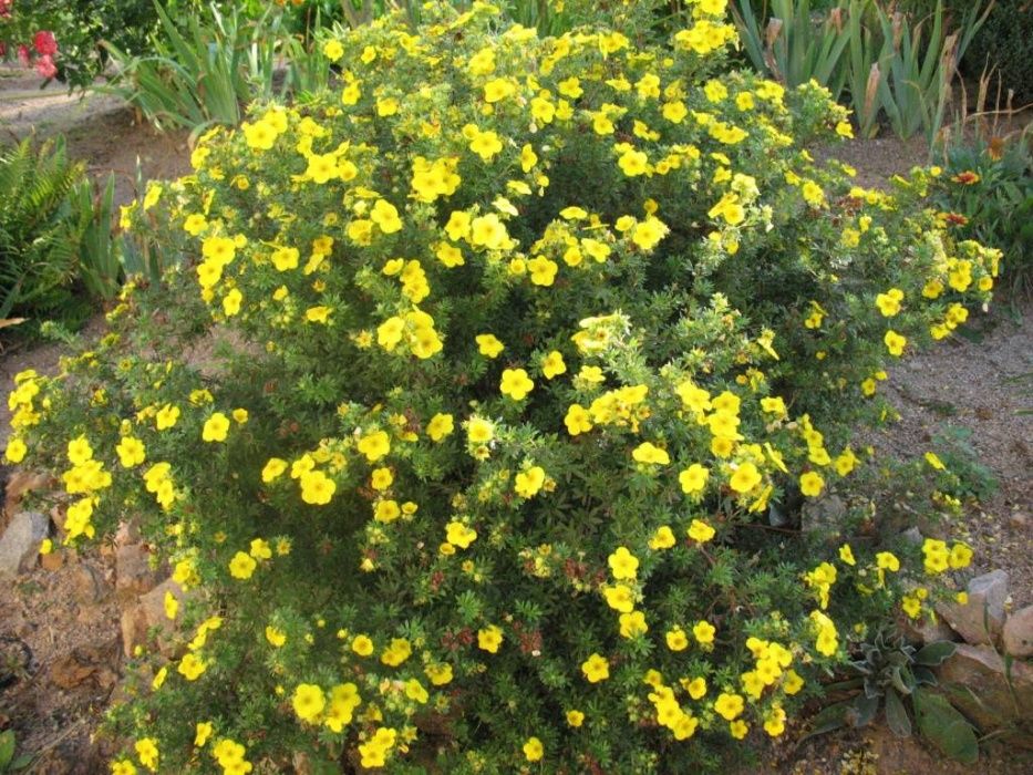 Potentilla ,Gaura,Aster,Heuchera