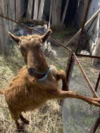 Продам дойных коз с козлятами 2окот заанен ламанча англануб ешкы
