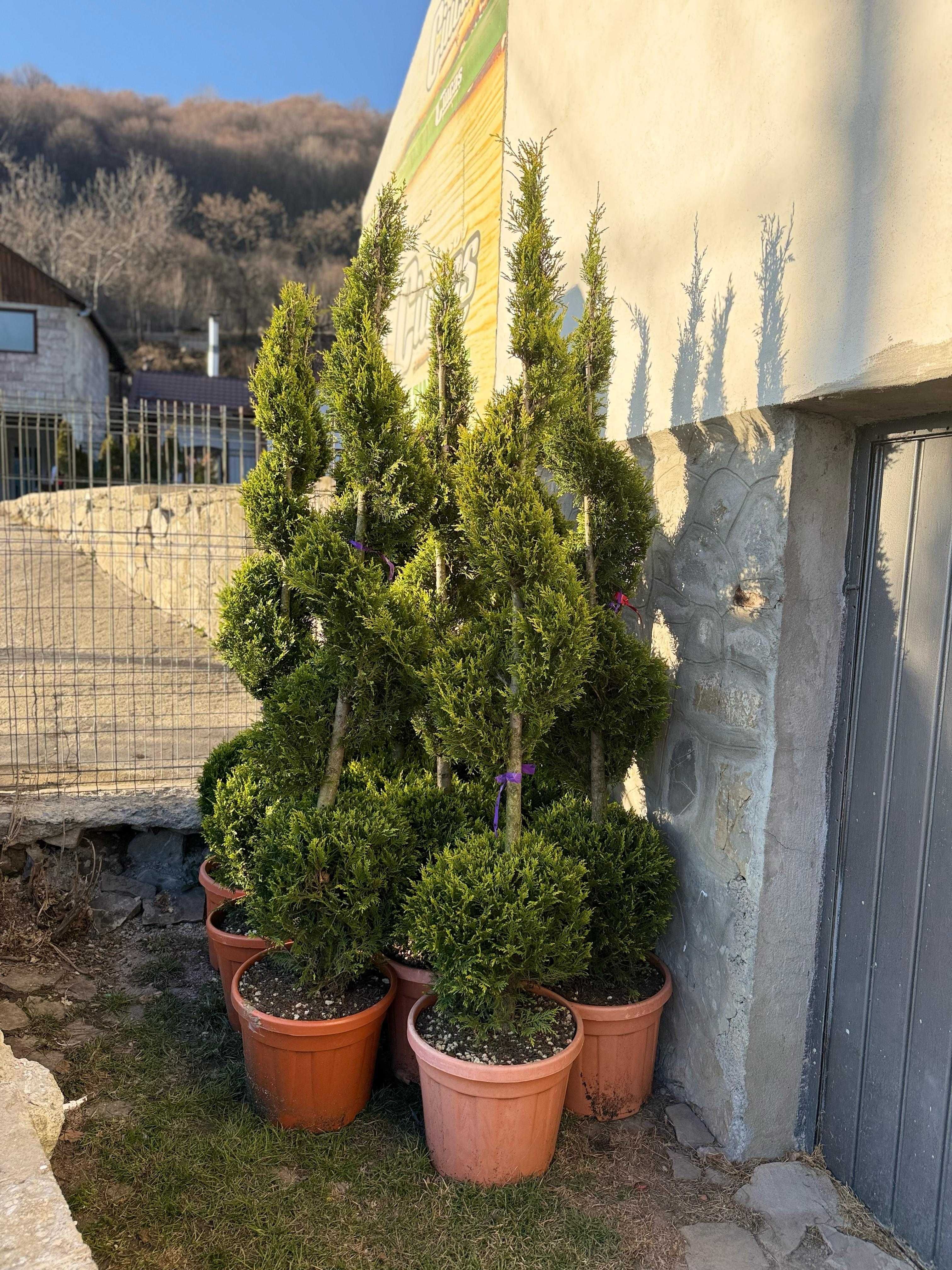Amenajări grădini – Plante de calitate și piatră naturală!