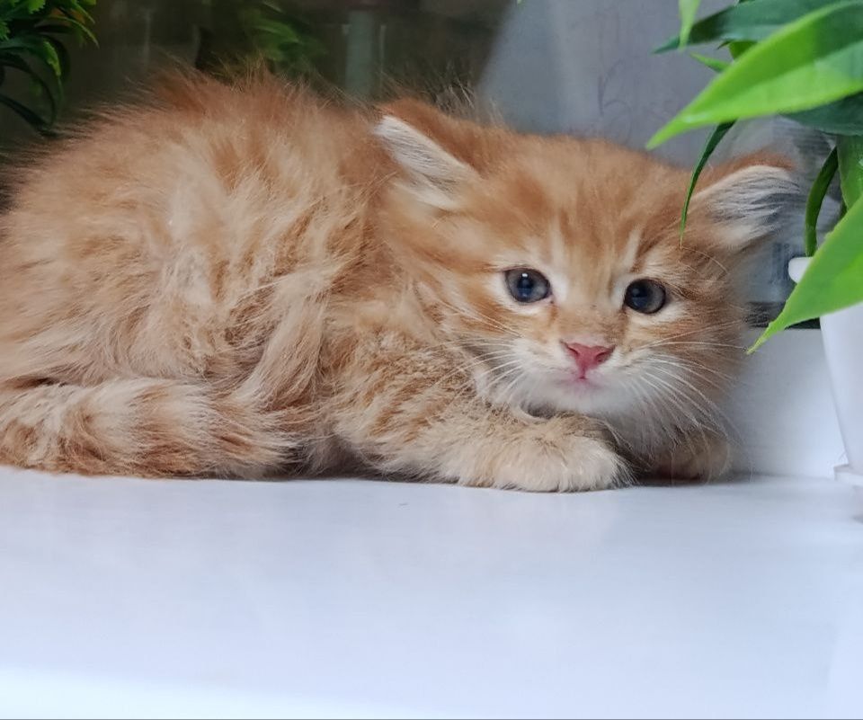 Продам котят в хорошие руки
