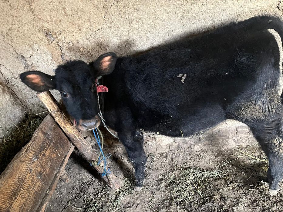 Vând tauras 5 luni jumate