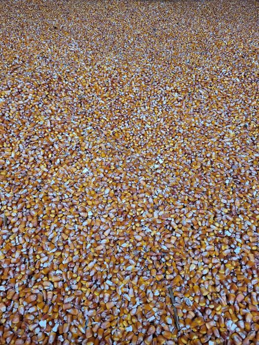 Porumb Malai Boabe de vanzare