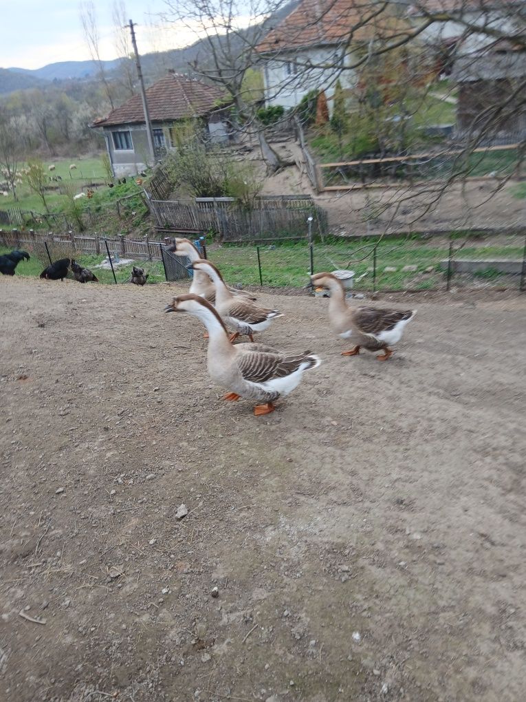 Vând ouă și pui austrolorp. Mai multe detalii la telefon.