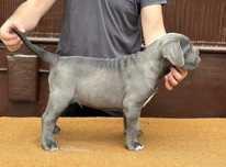 Cane Corso gri cu pedigree