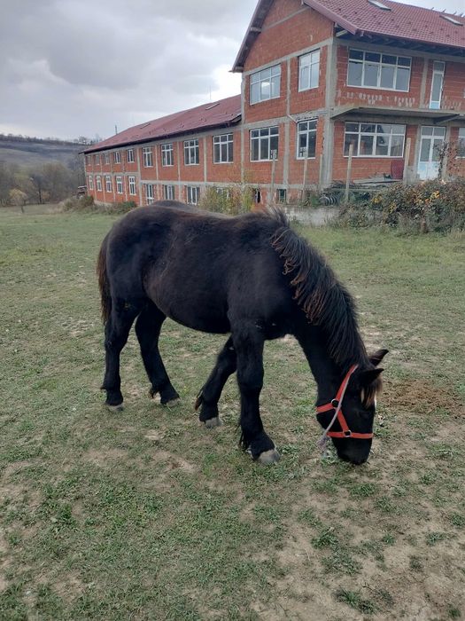 Vând mânza neagră de  6 luni