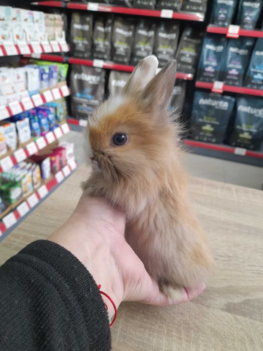 Декоративно мини зайче на 1 месец