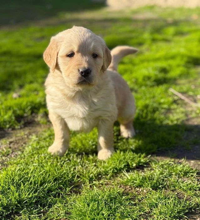 Голдън ретривър кученца