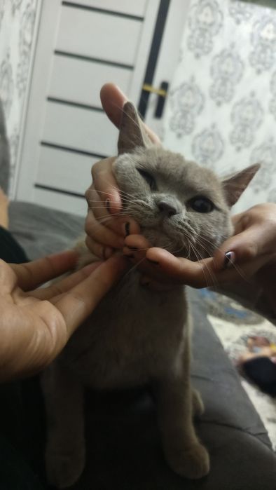 Mushuk sotiladi aqilli toza pokiza