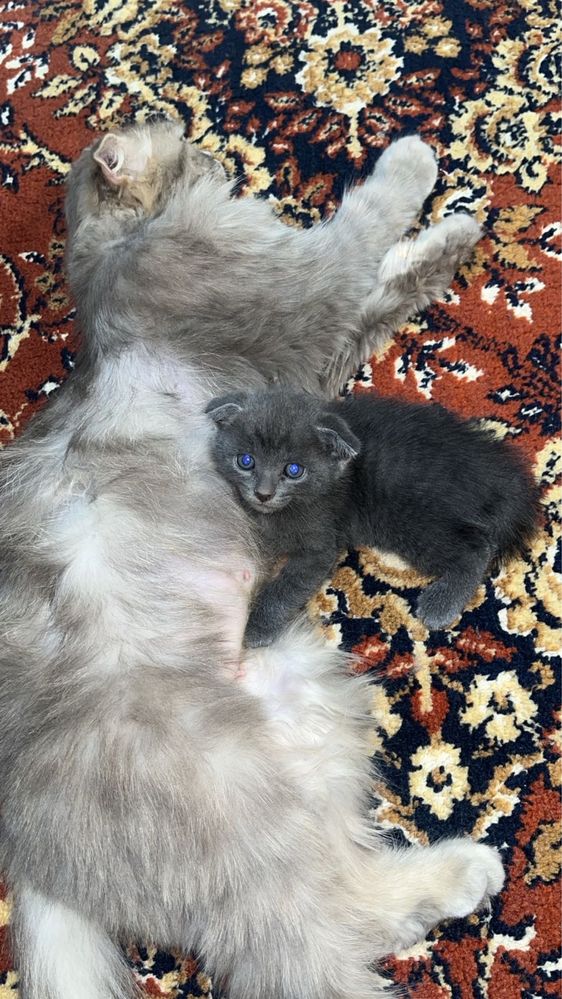 Котенок вислоухий