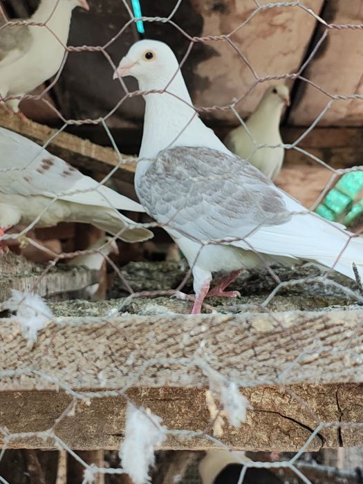 Vând porumbei capaciti