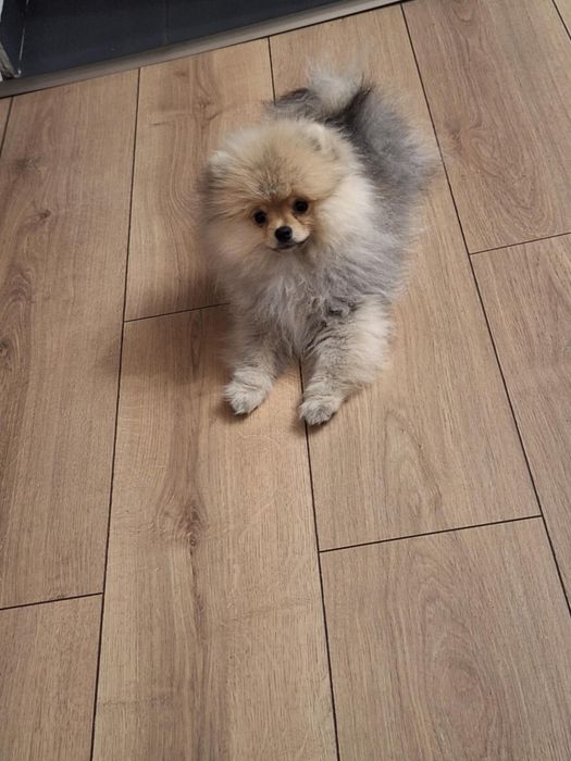 Vand spitz pomerian mini toy