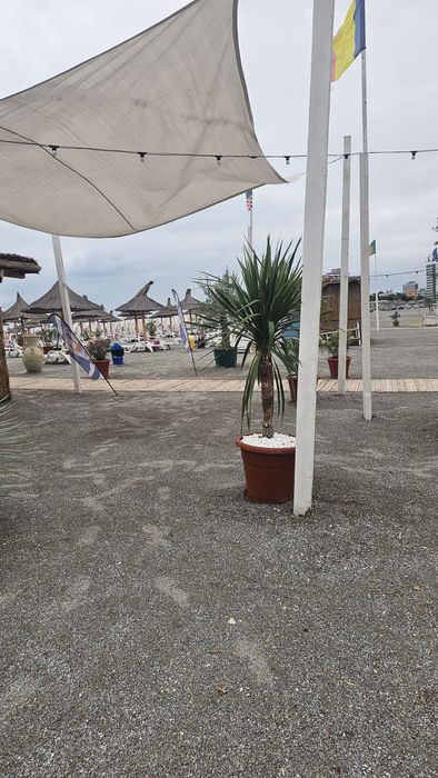 Vindem măslini, leandri si palmieri.