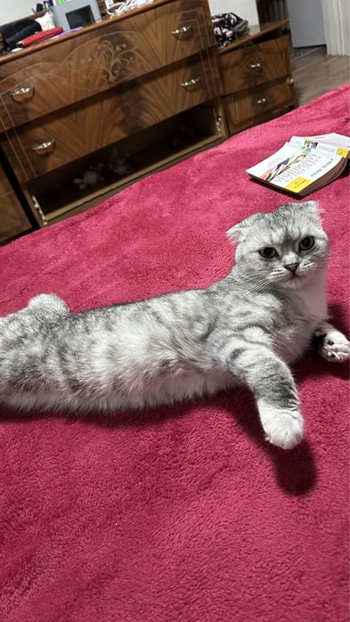 Продам кошку шотландской породы