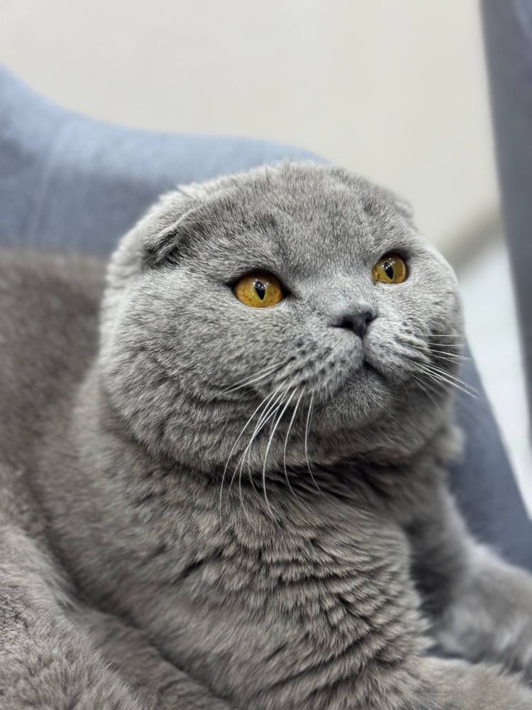 Продается Кот породы Вислоухая