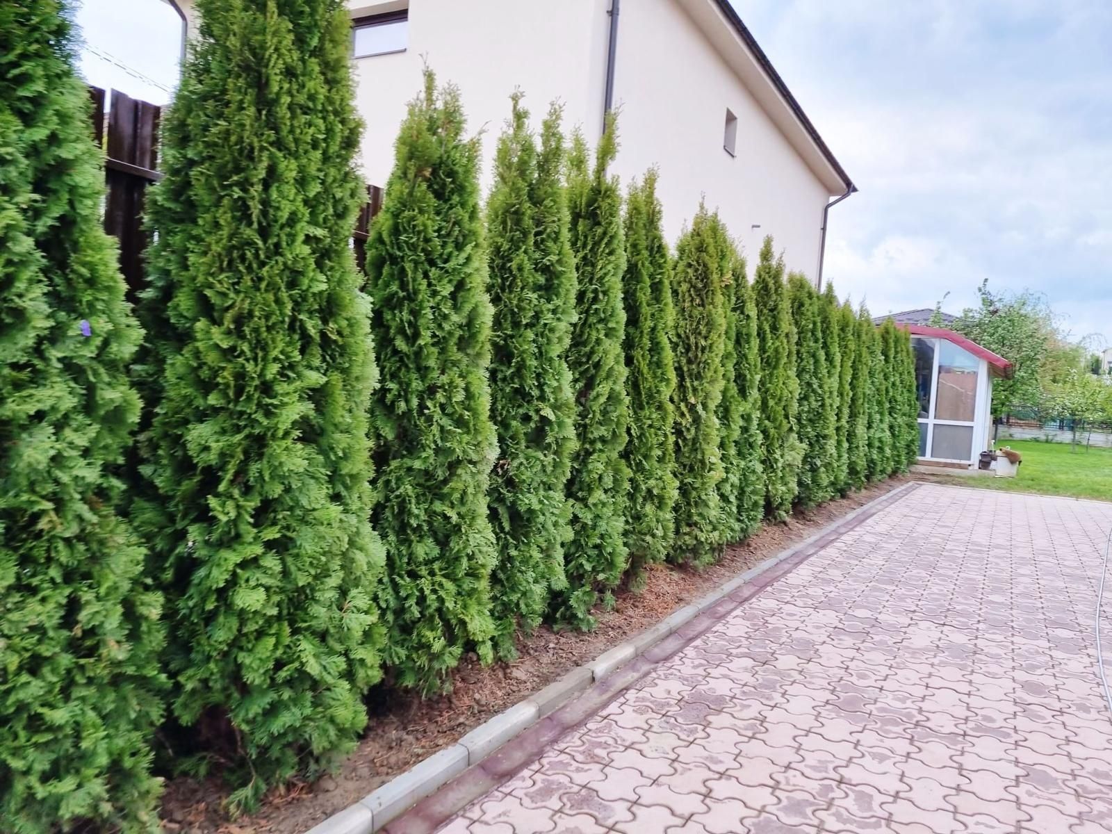 Vând tuia smaragd de mai multe dimensiuni