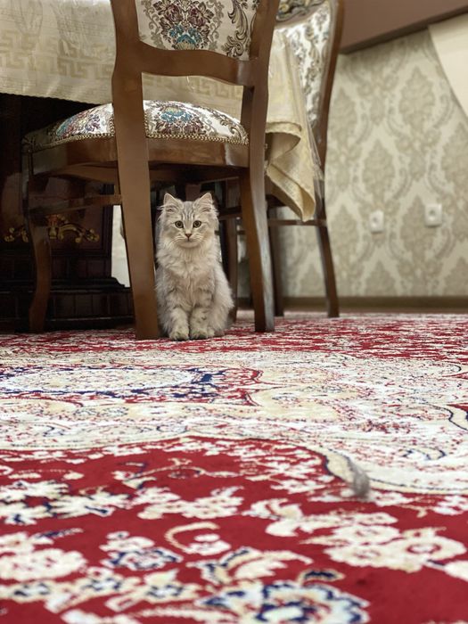 Кошка британская длинношерстная, цена договорная
