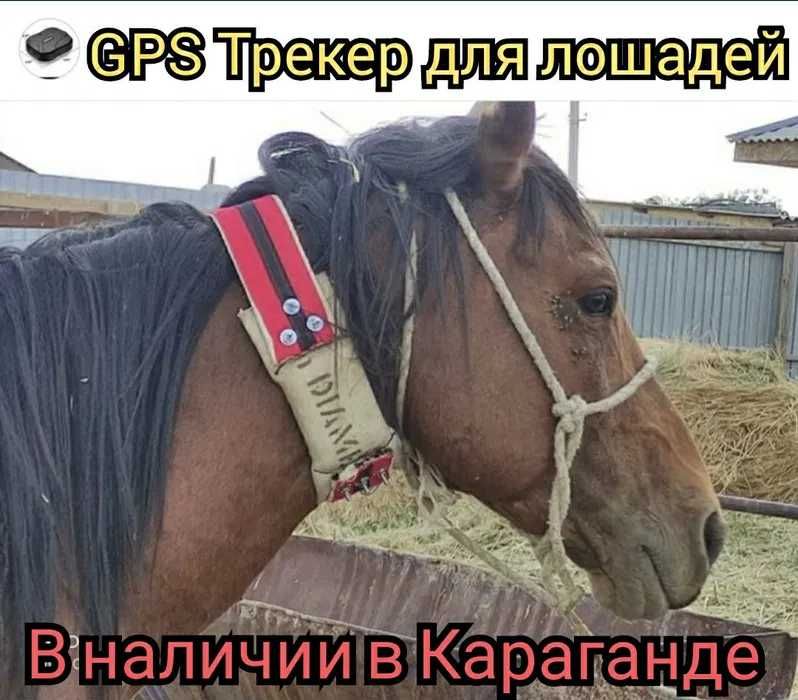 GPS трекер для отслеживания лошадей Трекер GSM, Темиртау