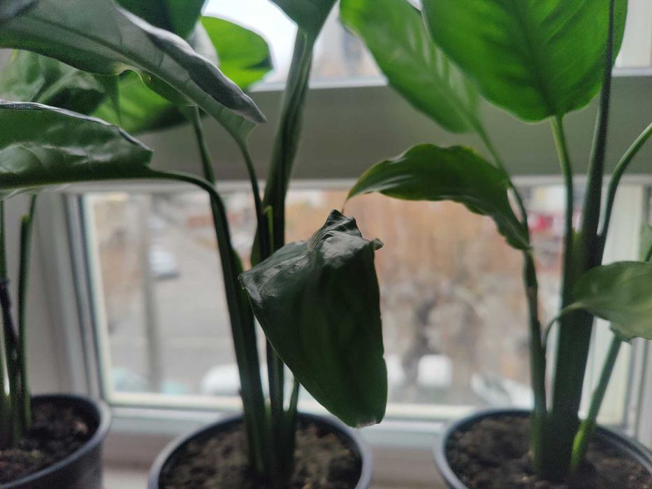 Продавам цветя Спатифилум - подготвени за есенно-зимен цъфтеж