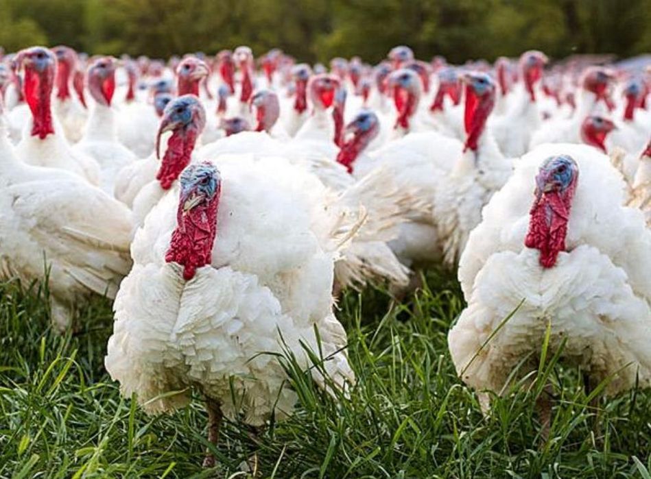 Индейка для застолья,здоровая пища для дома!!!