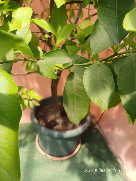 Lămâi 2m, în rod, sănătos!