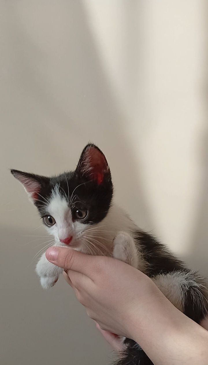 Котята бесплатно