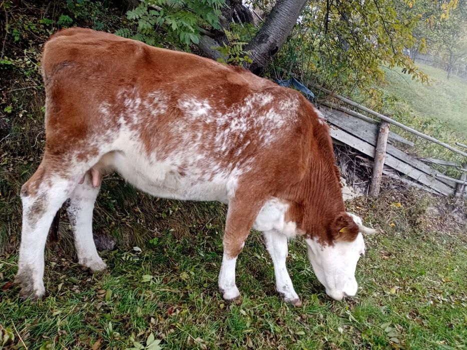 Vând Vaca Baltata  Românească
