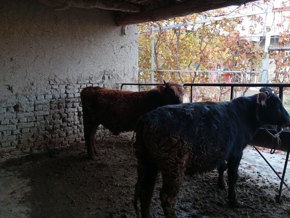 Madaniyat buqalarni. Sogʻlom buqa yeb ichishi yaxshi