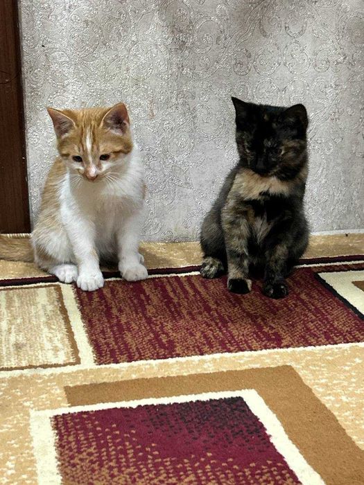 Котята отдам даром