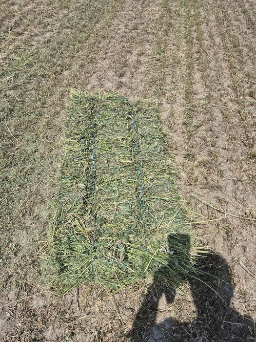 Vand baloti de Lucerna fan productie 2025 Transport la domicilu