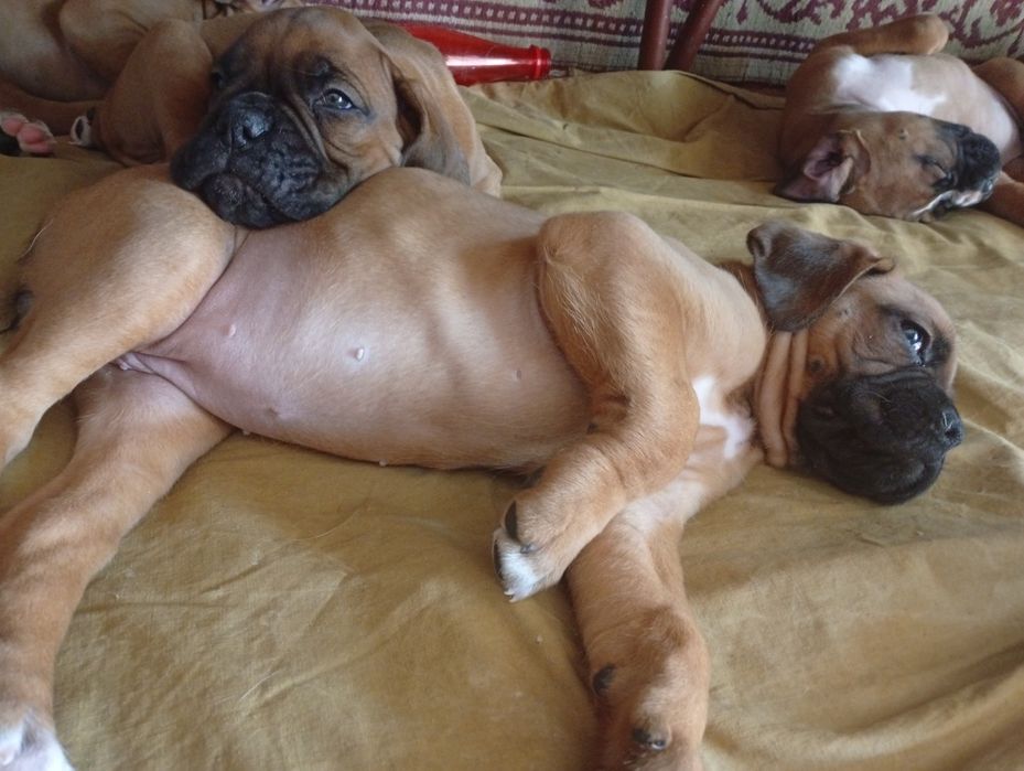 Щенки немецкого боксёра