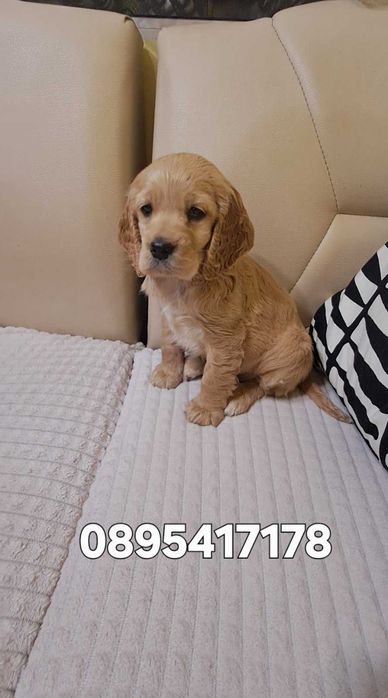 Продавам кокер шпаньол.