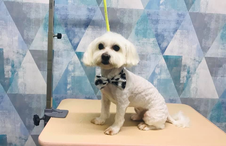 Tund caini si pisici/ Frizerie canina si felina/Tuns caini/Tuns pisici