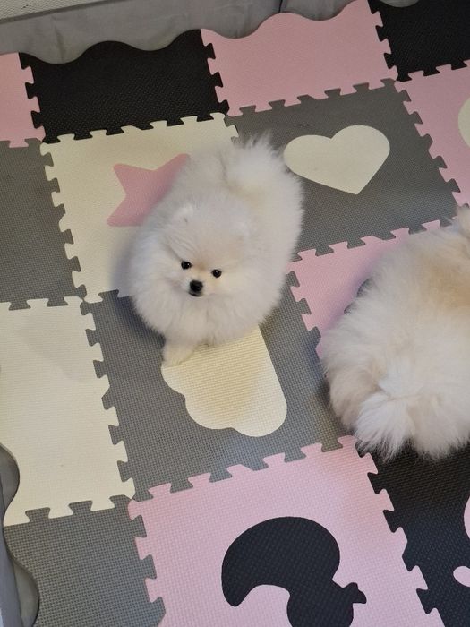 Pui Pomeranian mascul