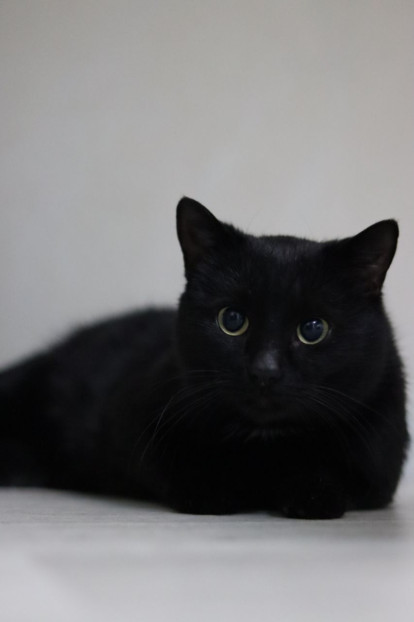 Кот домашний кот