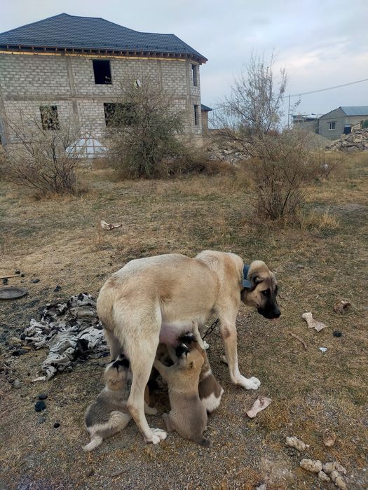 Алабаи кушиктери