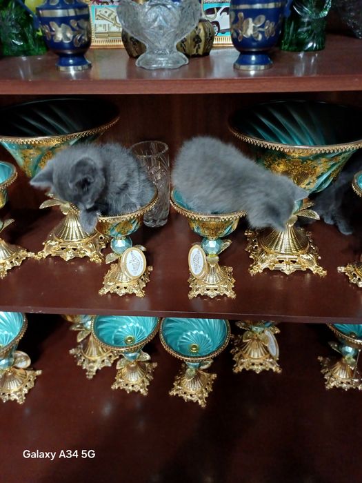 Скоттиш страйд мушукча угил