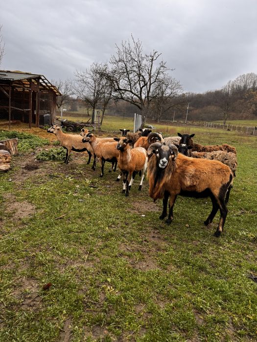 Oi de camerun, miei turcani