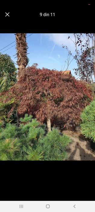 Plante ornamentale dimensiuni mari preț accesibil